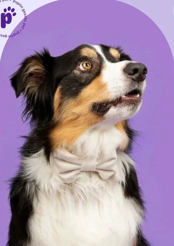 Cachorro de gravata borboleta olhando para cima